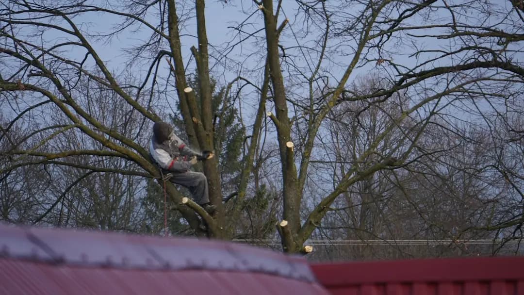 Trefelling utført i Hamar av Trampe-Kindt Rør og Eiendomsservice
